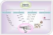 Epigenetics in rheumatoid arthritis; fibroblast-like synoviocytes as an emerging paradigm in the pathogenesis of the disease